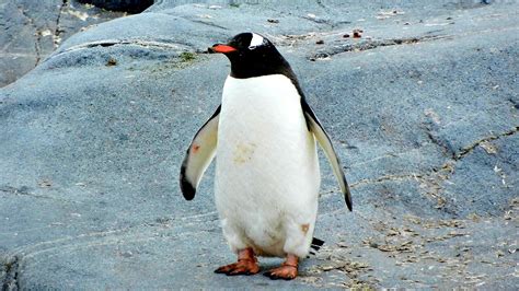 Antarktika'dan Avustralya'ya giden penguen şaşkınlık yarattı - Son Dakika Haberleri